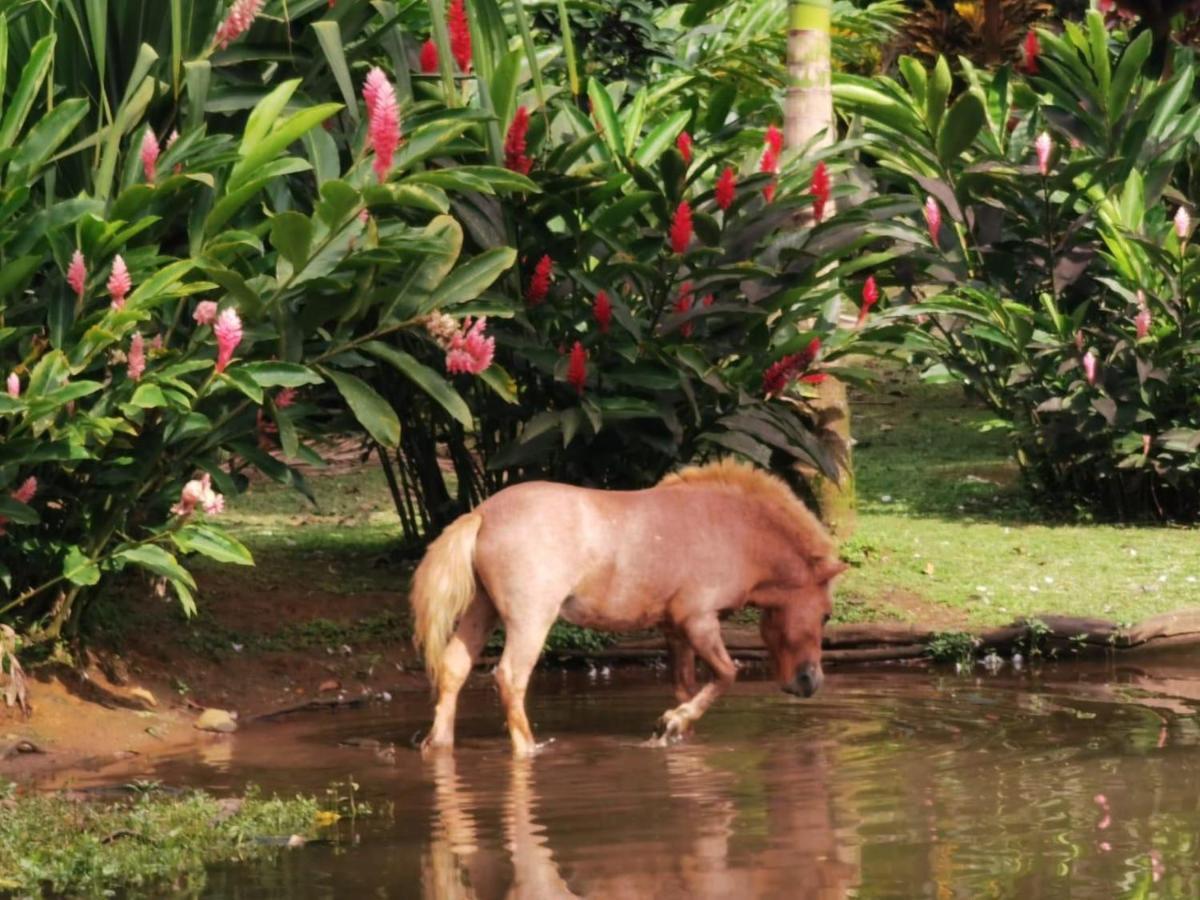 Blue River Resort & Hot Springs Liberia Exteriér fotografie